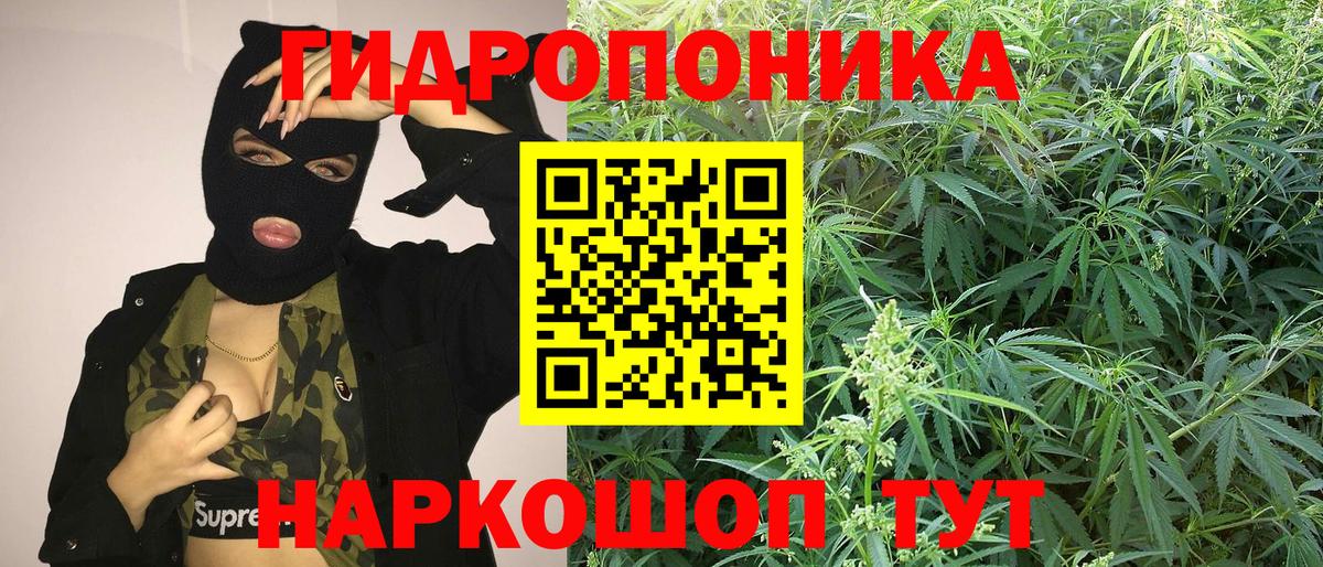 Каннабис сатива Владикавказ